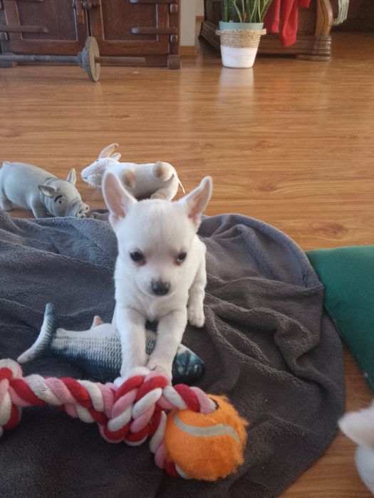 Chihuahua Biały Piesek