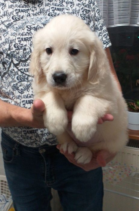 Golden Retriever szczeniak