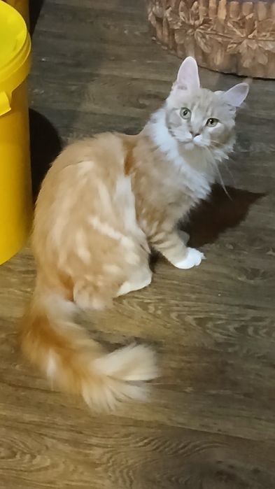 Мейн-кун рыжая чистокровная