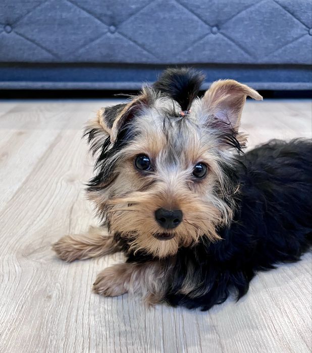 York, Yorkshite Terrier