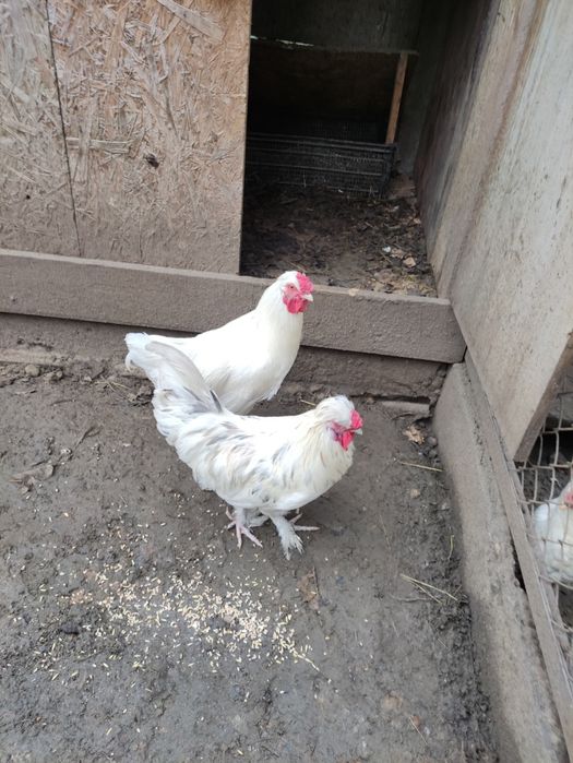 Kogut mieszaniec silka - leghorn