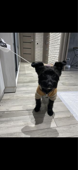 ВЯЗКА: мальчик «Чёрный йорк Бивер