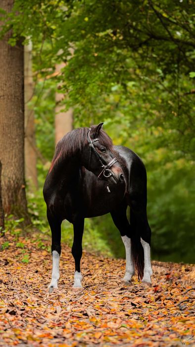 Stanówka hucuł srokaty wysoki huculski