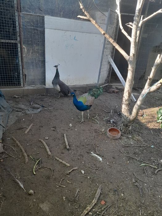 Vendem se pavōes, valor a partir de 40 euros cada ate 100 euros