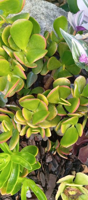Planta Jade verde