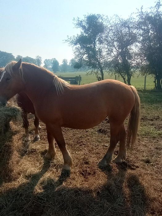 Sprzedam lub zamienię klacze PKZ