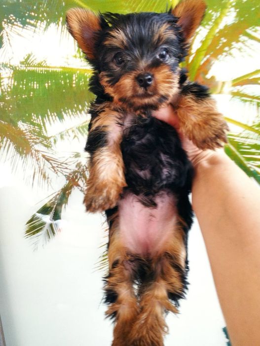 Маленька принцесса,йорочка