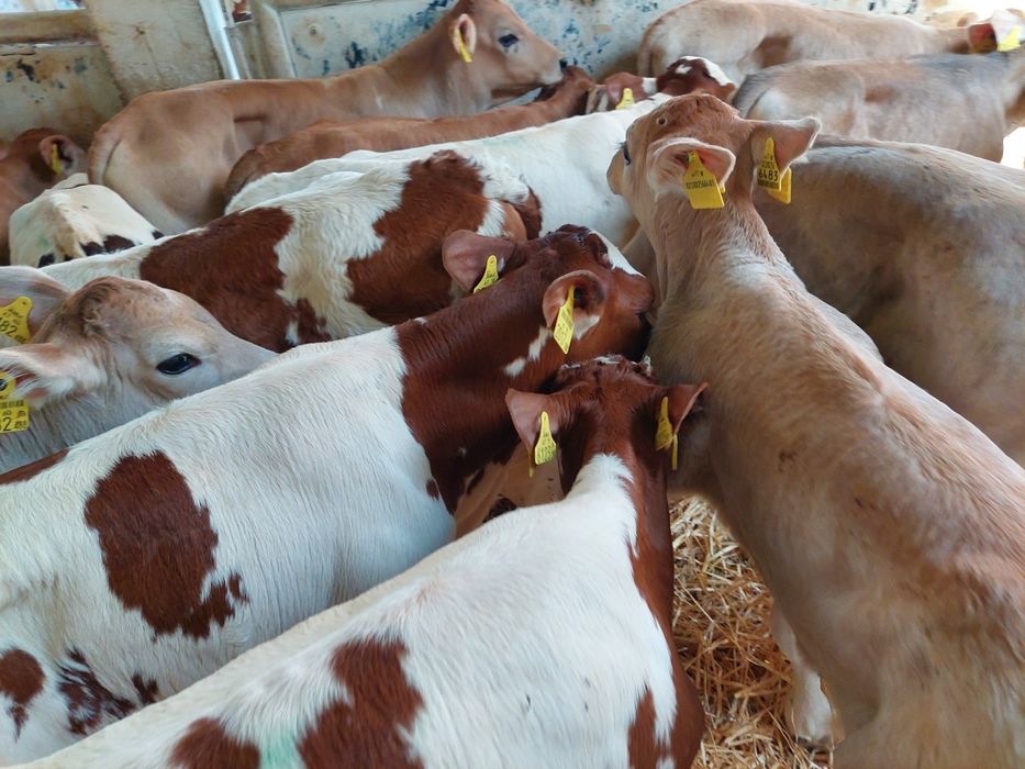 Byczki miesne cieleta Konorzatka