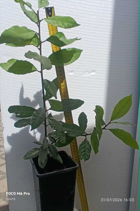 planta Loureiro em vaso