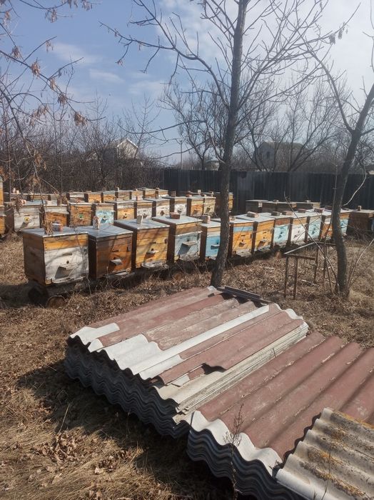 Пчелопакеты (семьи)Укр Степная