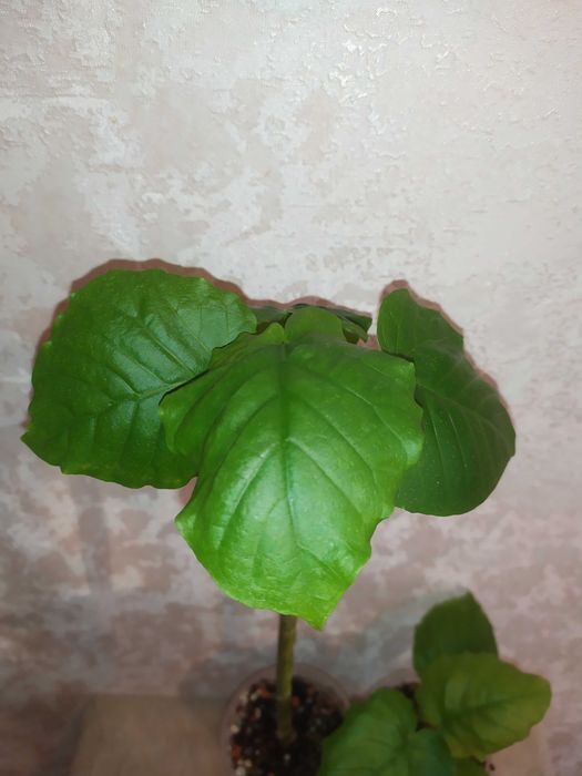 Фікус зонтичний (Ficus umbellata)