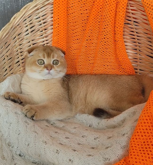 Породисті кошенята золота шиншила прямовухі висловухі хлопчик дівчинка