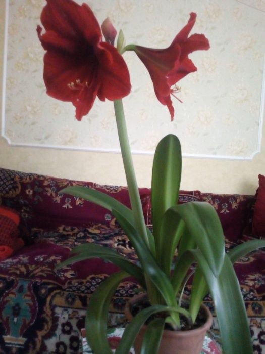 Лилия комнатная (гиппеаструм)