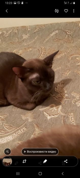 Бурманские котята (бурма)