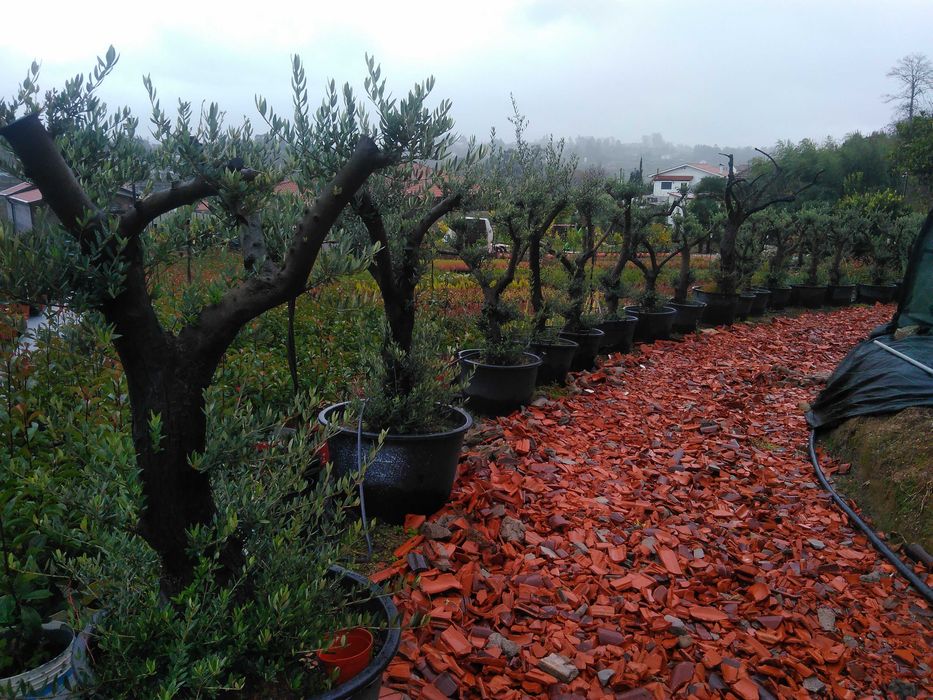 Plantas ornamentais a preços de revenda