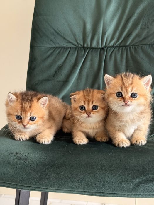 Скотіш Фолд! Шотландські вислоухі кошенята! Золоті  Шиншили