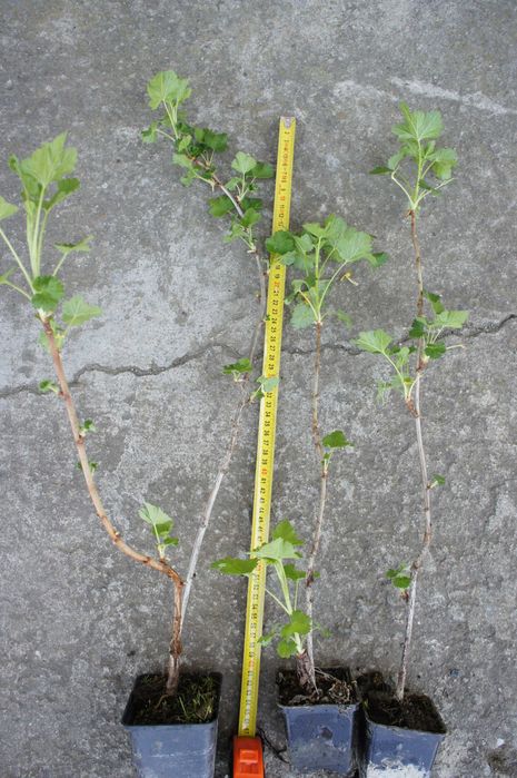 Porzeczkoagrest, sadzonka