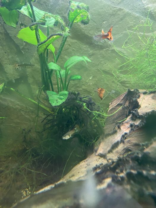 Aquario Juwel com peixes , plantas  naturais pronto a funcionar!