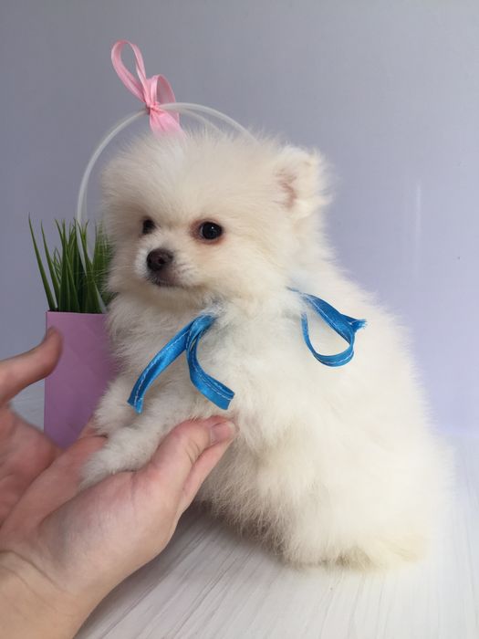 Прекрасні  Шпіци VIP  Хлопчик та Дівчинка