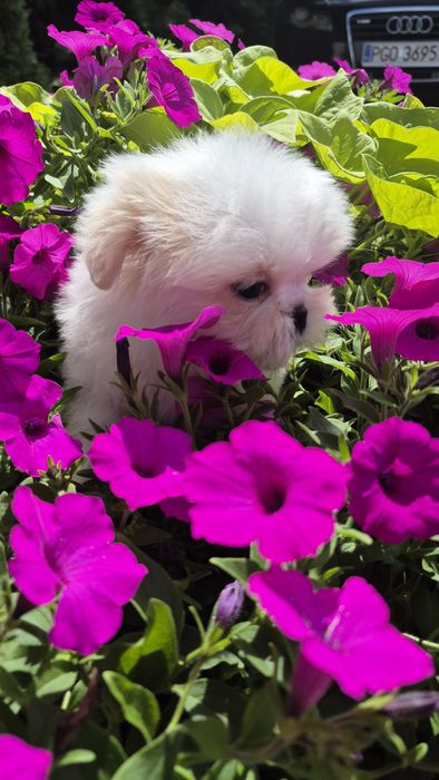 Shih-Tzu biały piesek