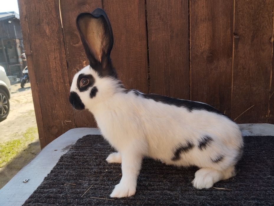 Olbrzym srokacz czarny i hawana