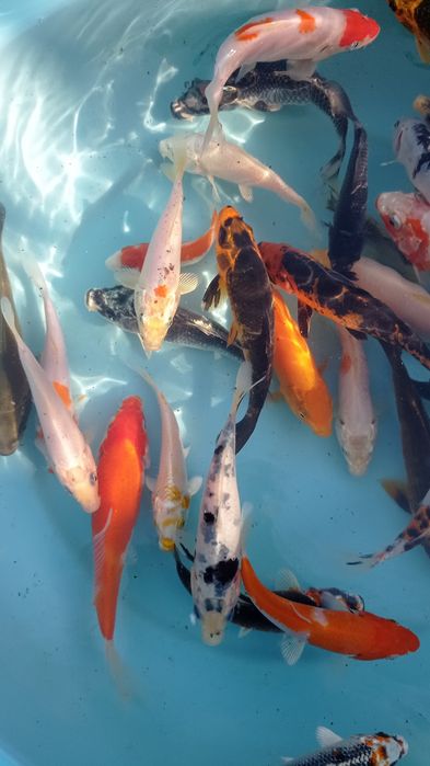 Carpas koi tosai premium