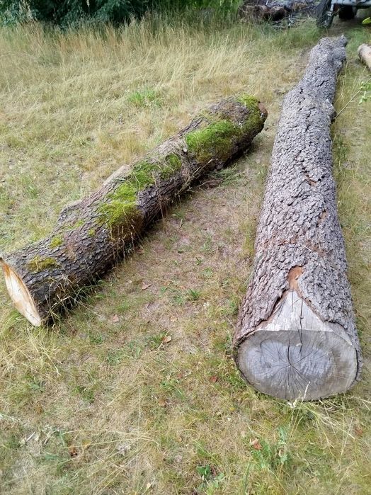 Olcha kloce kłoda drewno
