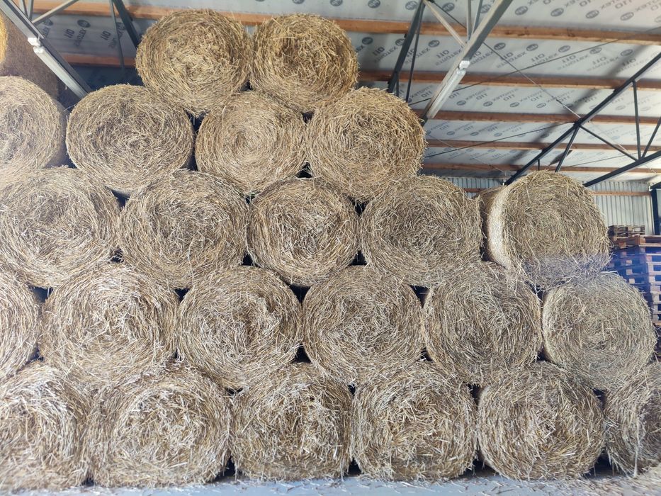 Słoma pszenna sucha - 120 x 120 cm