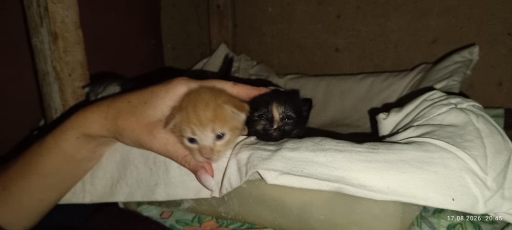Кошенята в добрі руки