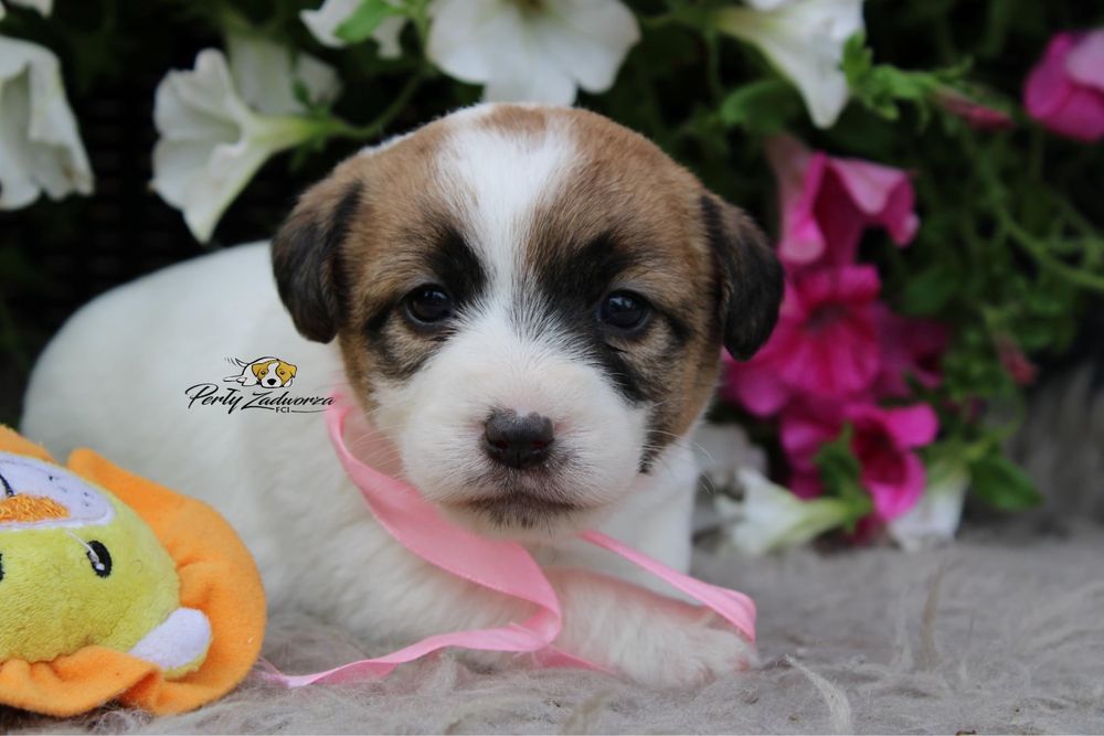 Sunia Jack Russell Terrier ZKwP FCI Gotowa do odbioru