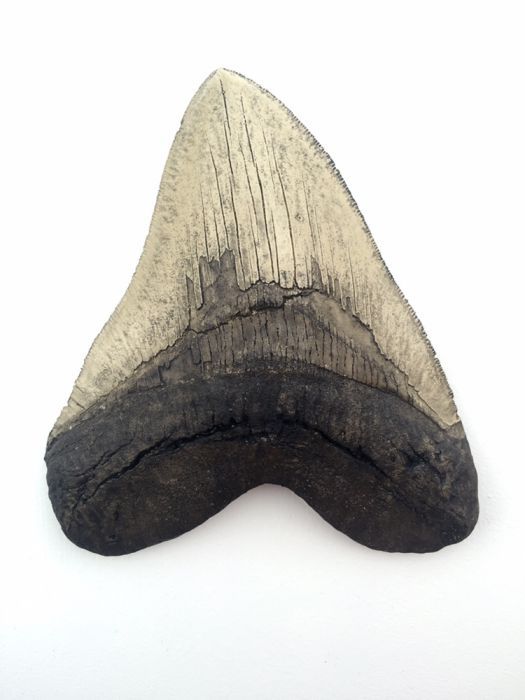 Зуб мегалодона. Зуб акулы. Окаменелости