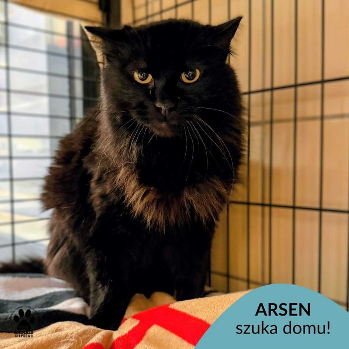 Arsen czeka na spokojny dom! OTOZ Animals Schronisko Ciapkowo