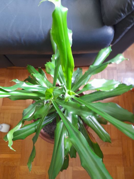 Dracaena grande em vaso grande