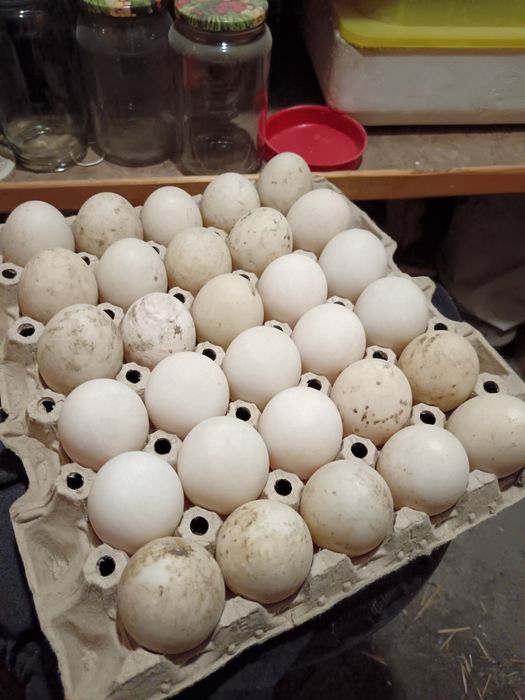 jajka lęgowe kaczek staropolskich