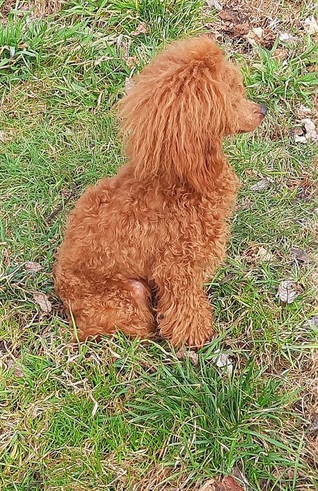 Пудель цуценята ред Браун.