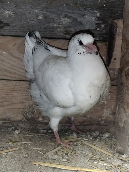 Sprzedam młode King