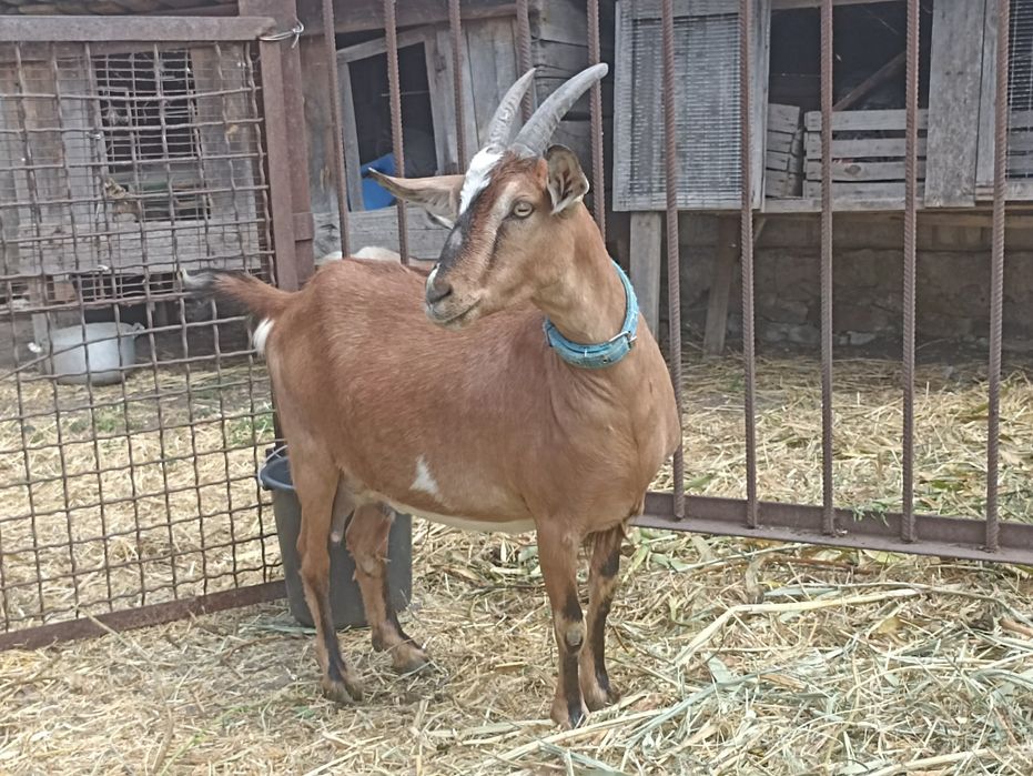 Продам козу дійну молоду.