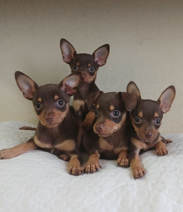 Красиві чистокровні той-тер'єри