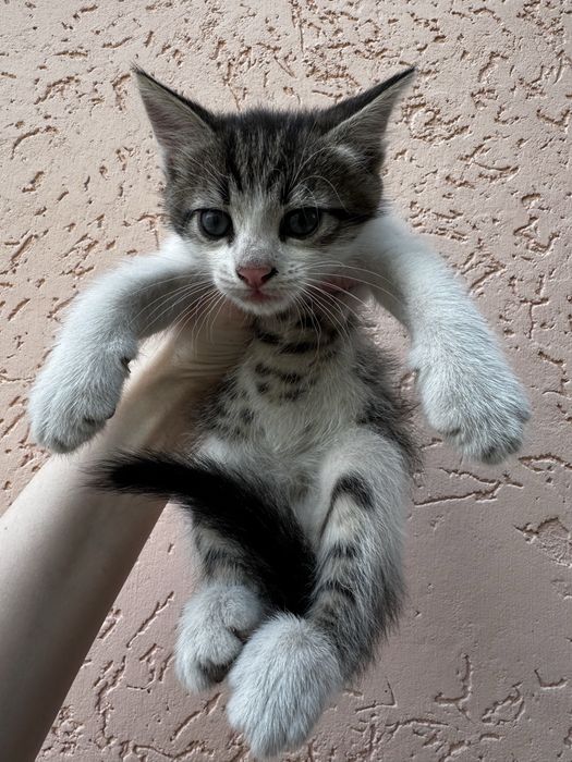 Кошеня. 1,5 місяці хлопчик