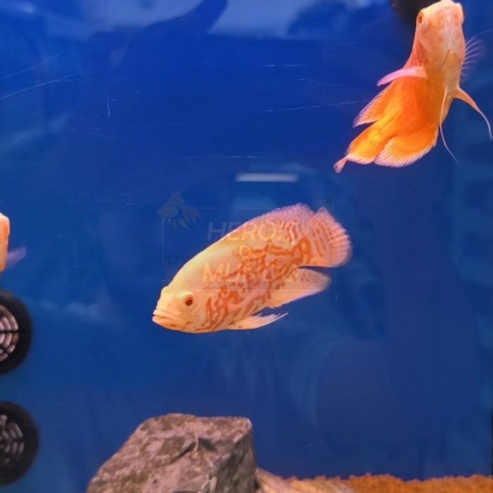 Oscar Nemo Red Albino (Astronotus Ocellatus)