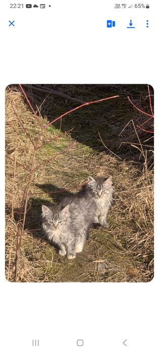 Шукають господарів і затишний дім