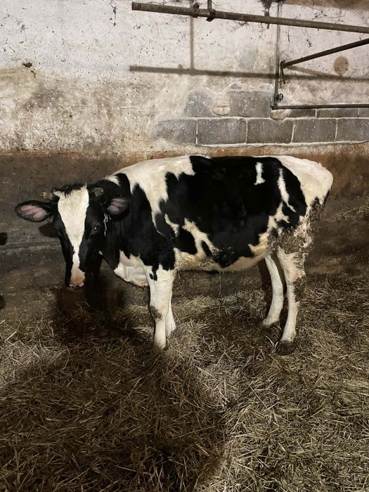 Jałówki cielne - 2 szt