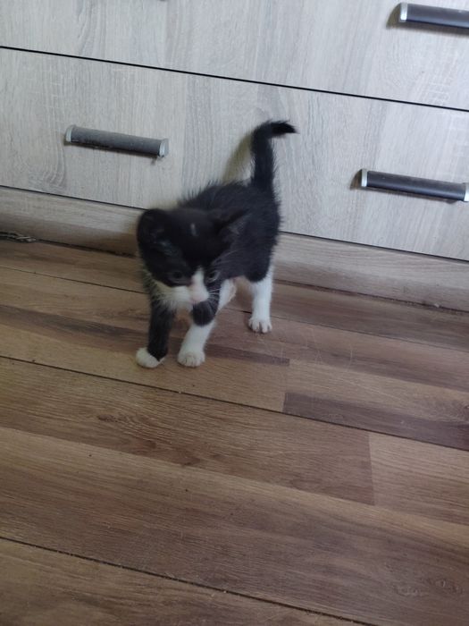 Oddam kotki za darmo