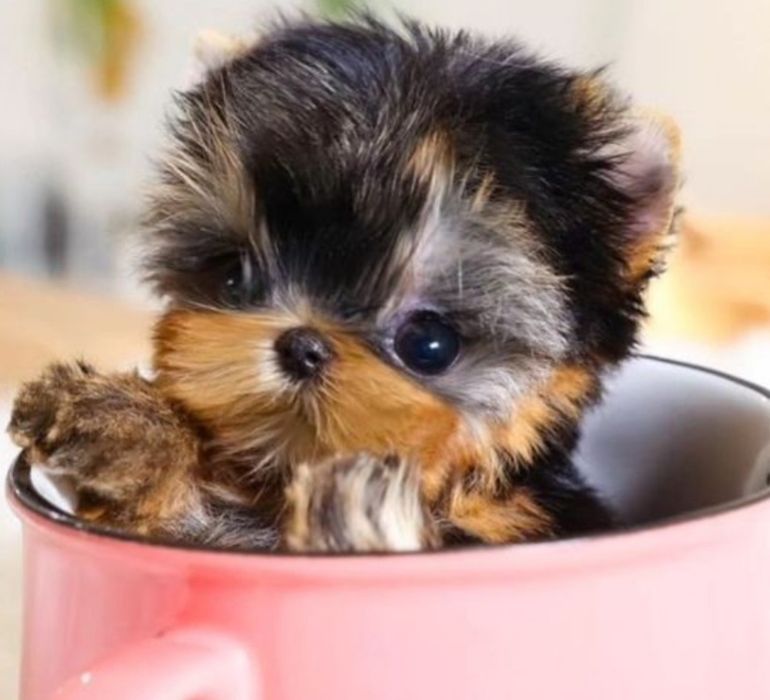 Yorkshire  terrier TRNHO Anão  super  mini  toy  ULTIMOBONECO  PREÇO  SÓ  HOJE