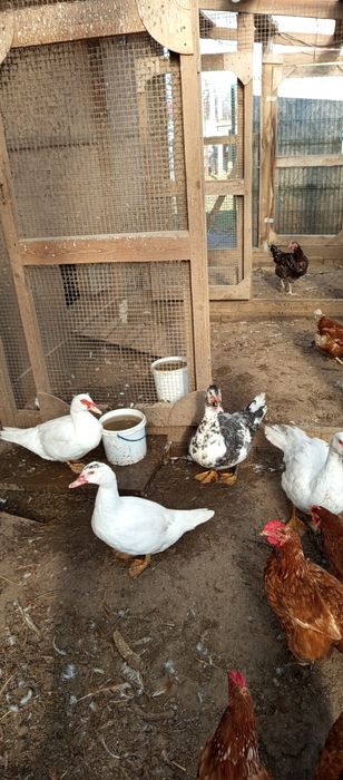 Домашні індоутки