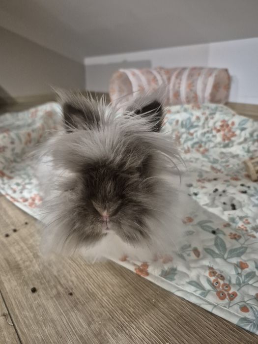 Królik miniaturka długowłosy