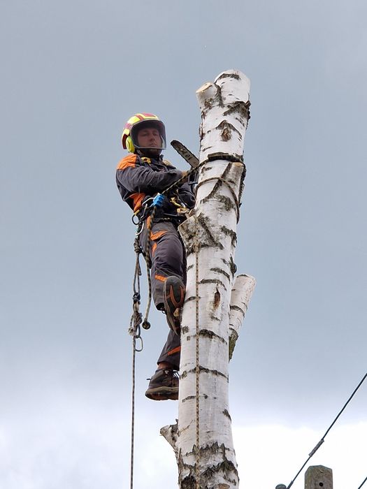 Przycinanie drzew • Żywopłoty • Wywóz i utylizacja odpadów zielonych