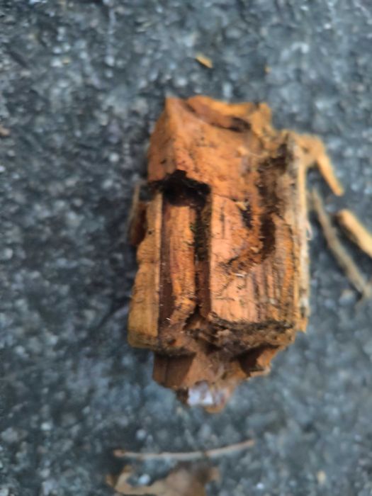 Próchno drzew liściastych mokre – 1 litr Promocja