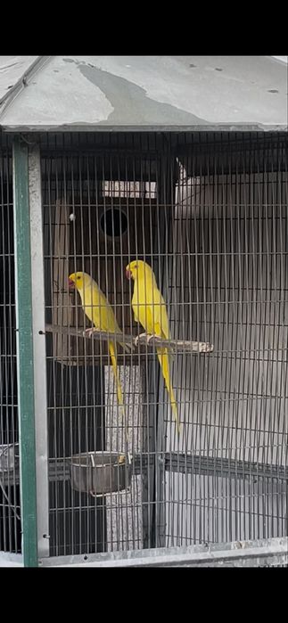Casal Ring necks lutinos adulto