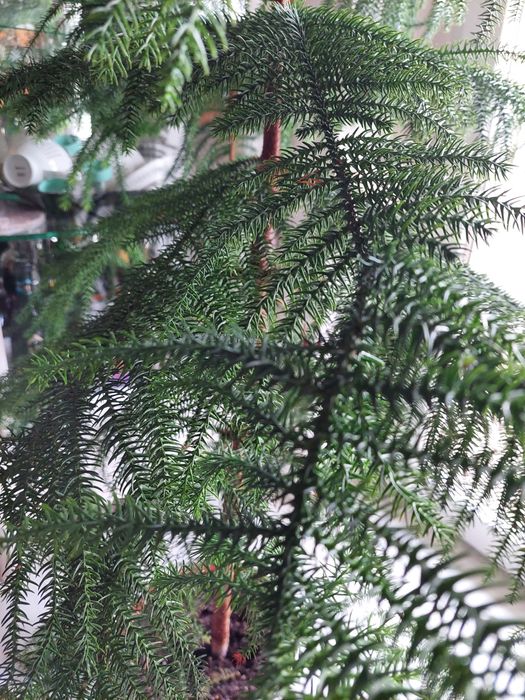 Aukaria drzewko świąteczne